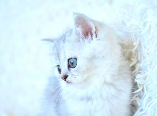 Show Kalite Ns25 British Shorthair Yavrumuz görsel