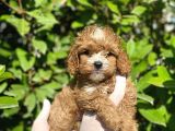 Maltipoo Yavrularım Sağlık Ve Irk Garantilidir