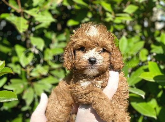Maltipoo Yavrularım Sağlık Ve Irk Garantilidir görsel
