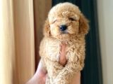 Irk Ve Sağlık Garantili Maltipoo Yavrular