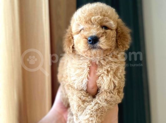 Irk Ve Sağlık Garantili Maltipoo Yavrular görsel