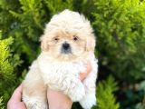 Kore Asıllı Teacup Maltipoo Bebeklerım