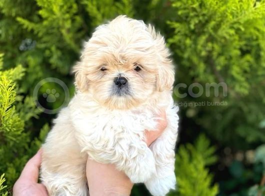 Kore Asıllı Teacup Maltipoo Bebeklerım görsel