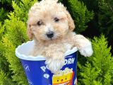Irk Ve Sağlık Garantili Maltipoo Yavrular