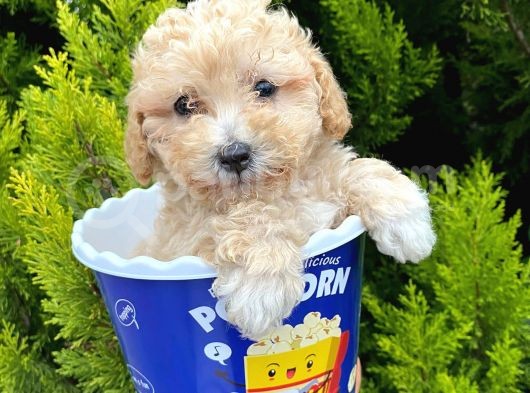 Irk Ve Sağlık Garantili Maltipoo Yavrular görsel
