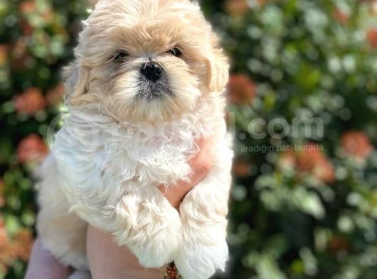 Kore Asıllı Teacup Maltipoo Bebeklerım