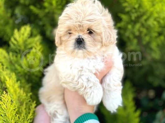 Kore Asıllı Teacup Maltipoo Bebeklerım görsel