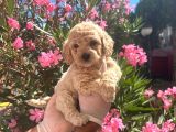 Antialerjik Safkan Maltipoo Yavrularım