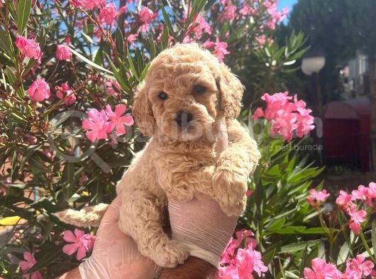 Antialerjik Safkan Maltipoo Yavrularım görsel