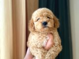 Irk Ve Sağlık Garantili Maltipoo Yavrular