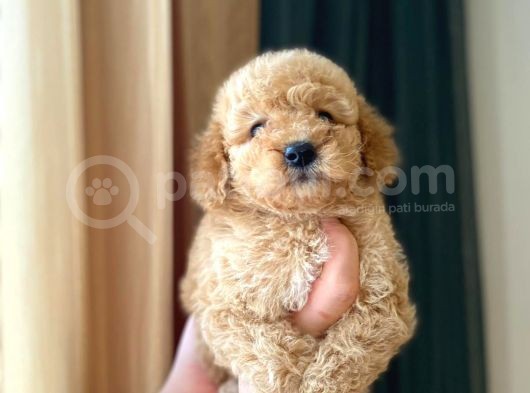 Irk Ve Sağlık Garantili Maltipoo Yavrular görsel