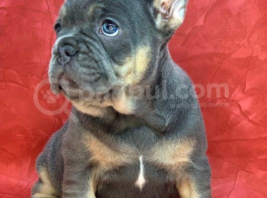 Türkiye De Efsane Olacak French Bulldog Blue Tan Dişi Yavrumuz