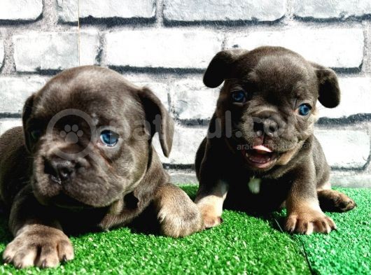 Türkiye De Efsane Olacak Blue Tan Dişi Ve Erkek Bebeklerimiz görsel