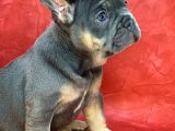 Türkiye De Efsane Olacak French Bulldog Blue Tan Dişi Yavrumuz