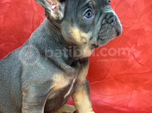 Türkiye De Efsane Olacak French Bulldog Blue Tan Dişi Yavrumuz görsel
