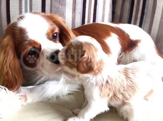 Vonalp Pet Garanti̇si̇yle Mukemmel Saflikta Cavali̇er King Charles Yavrular
