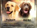 Fci-Kif Secereli Labrador Retriever Yavrular