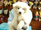 Bembeyaz Samoyed Yavrularimiz