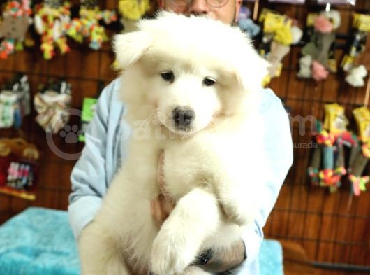 Bembeyaz Samoyed Yavrularimiz görsel