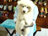Bembeyaz Samoyed Yavrularimiz