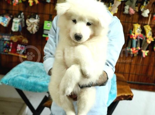 Bembeyaz Samoyed Yavrularimiz görsel