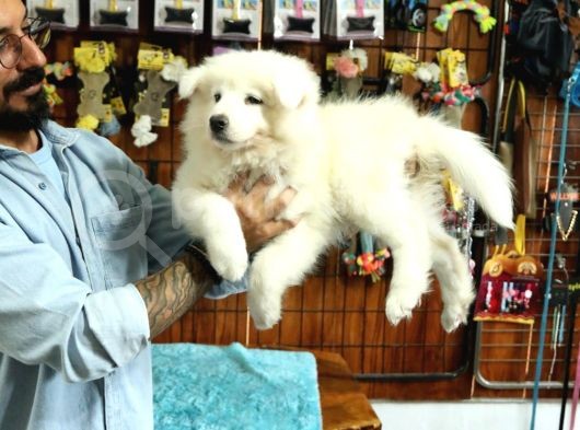 Bembeyaz Samoyed Yavrularimiz