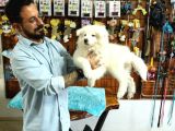 Bembeyaz Samoyed Yavrularimiz