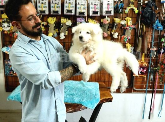Bembeyaz Samoyed Yavrularimiz görsel