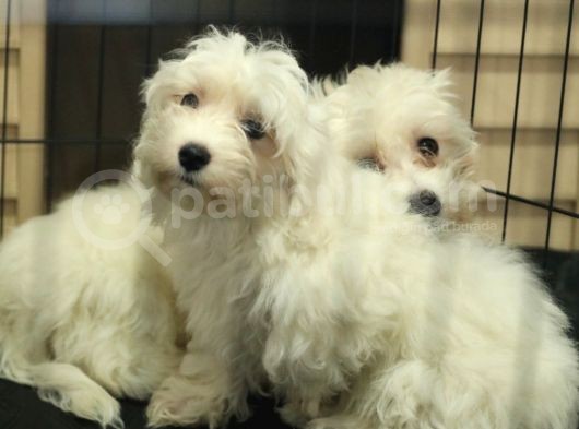 Karbeyaz Maltese Terri̇er 0 Numara görsel