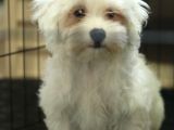 Karbeyaz Maltese Terri̇er 0 Numara