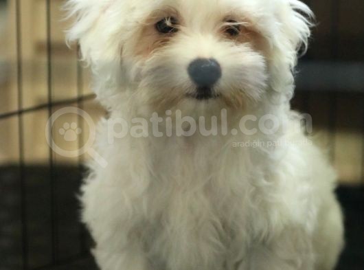 Karbeyaz Maltese Terri̇er 0 Numara görsel