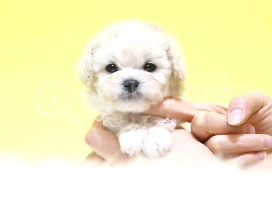 Korean Maltipoo Bebeklerımız Uygun görsel