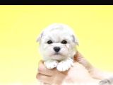 Korean Maltipoo Bebeklerımız Uygun