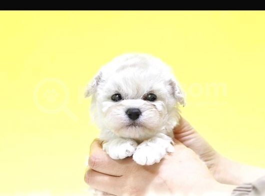 Korean Maltipoo Bebeklerımız Uygun görsel