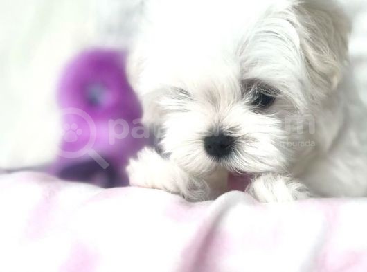 Teacup Morkie Uygun görsel