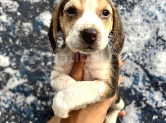 Sevimli Irk Garantili Beagle Yavrular görsel