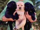FCI-KIF secereli Labrador Retriever Yavrular
