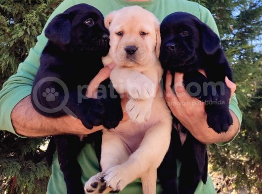 Fci-Kif Secereli Labrador Retriever Yavrular
