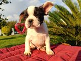 Safkan French Bulldog Yavrulari
