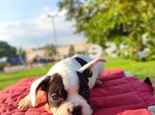 Safkan French Bulldog Yavrulari görsel