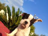 Safkan French Bulldog Yavrulari