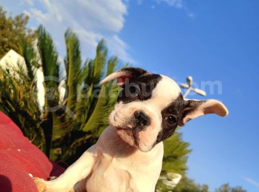 Safkan French Bulldog Yavrulari görsel