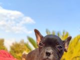 Irk Ve Sağlik Garanti̇li̇ French Bulldog Erkek Yavru
