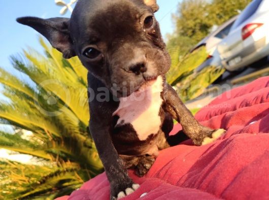 Irk Ve Sağlik Garanti̇li̇ French Bulldog Erkek Yavru görsel
