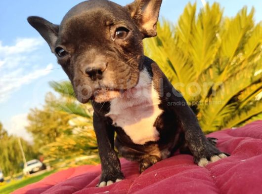 Irk Ve Sağlik Garanti̇li̇ French Bulldog Erkek Yavru görsel