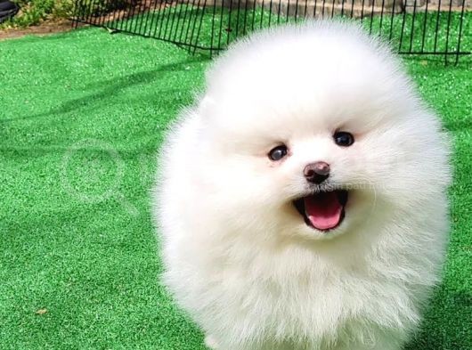 Sevi̇mli̇ Pomerani̇an Boo Bebekler görsel
