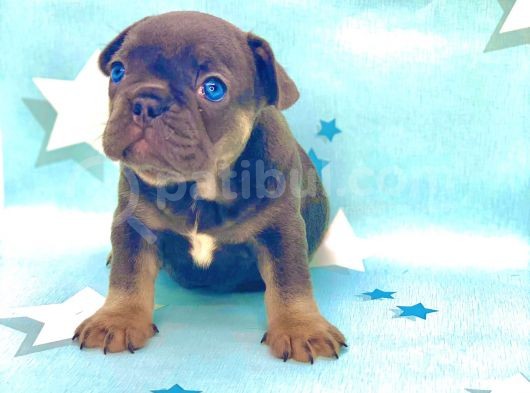 Kali̇teli̇ Ve En Sevi̇mli̇ Blue Tan Fransiz Bulldog