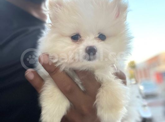 Pomeranian Boo Antalya görsel