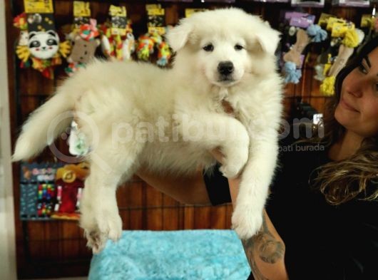 Kari̇zmati̇k Samoyed Bebekler görsel