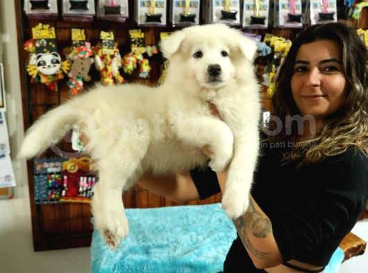 Kari̇zmati̇k Samoyed Bebekler